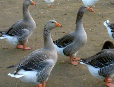 KOLOS goose